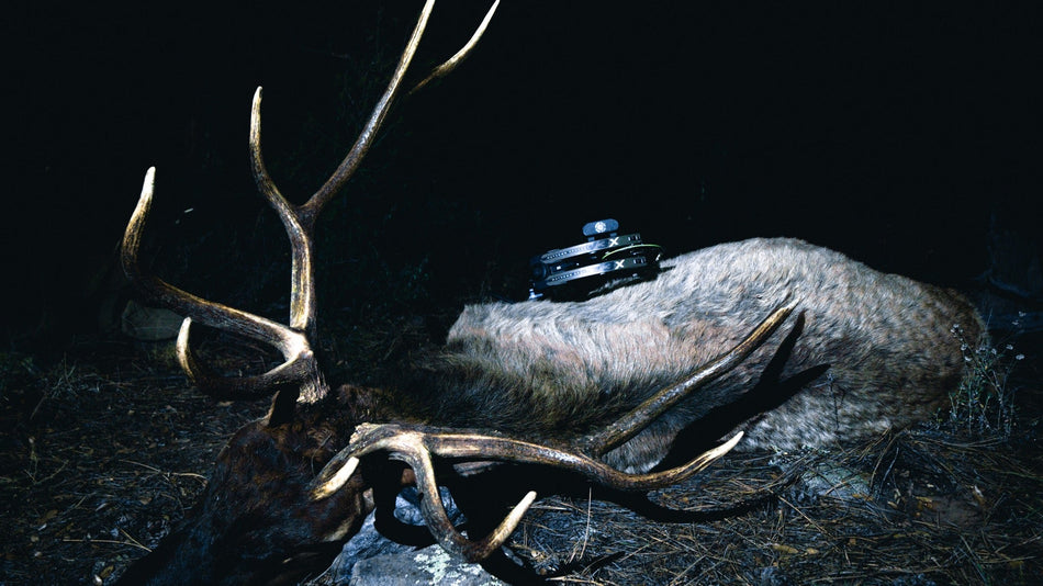 Elk Immersion Experience 2027