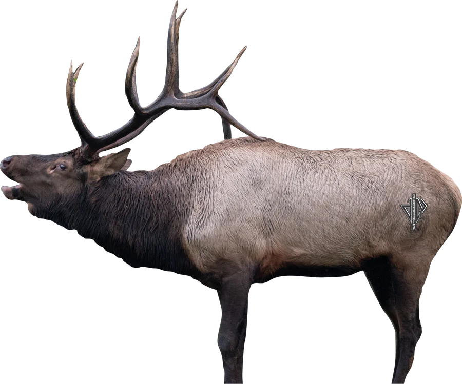 Deadnuts 2D BULL ELK BROADSIDE TARGET