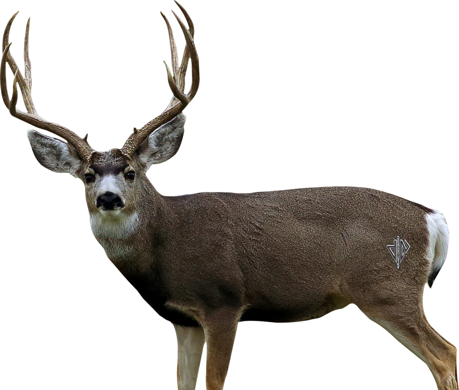 Deadnuts 2D MULE DEER BROADSIDE TARGET